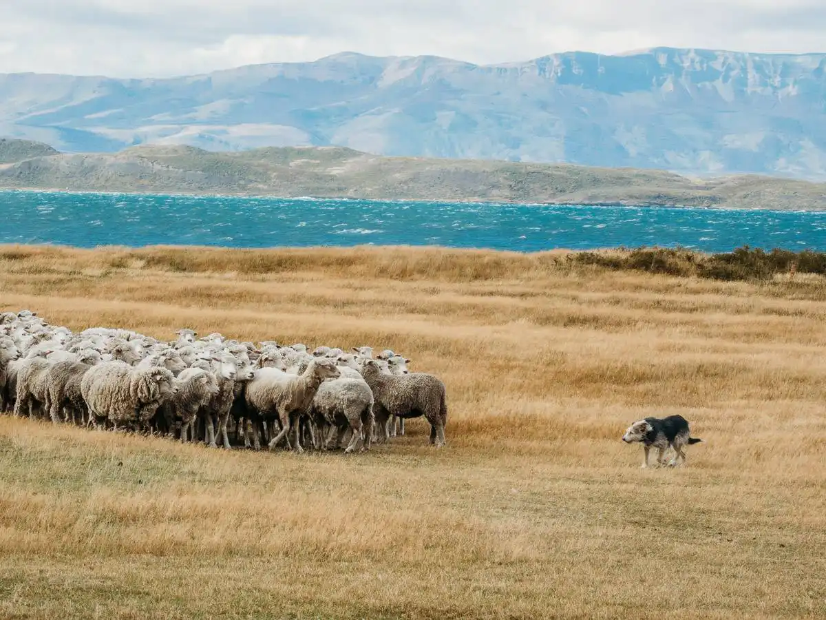 sheep herding