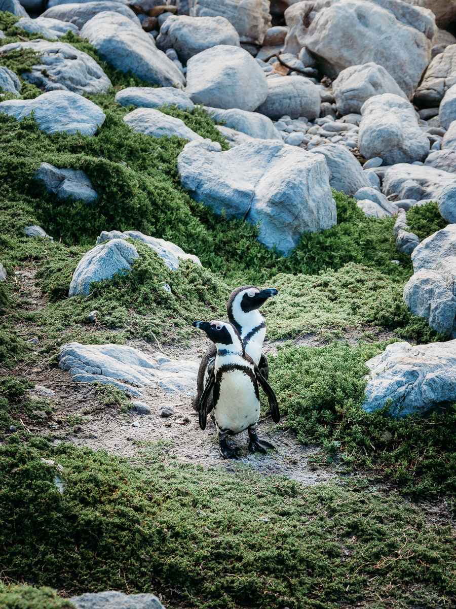 two penguins at Stony point penguin colony
