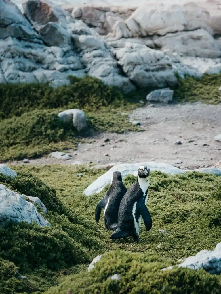 two penguins walking at Stony Point Penguin Colony
