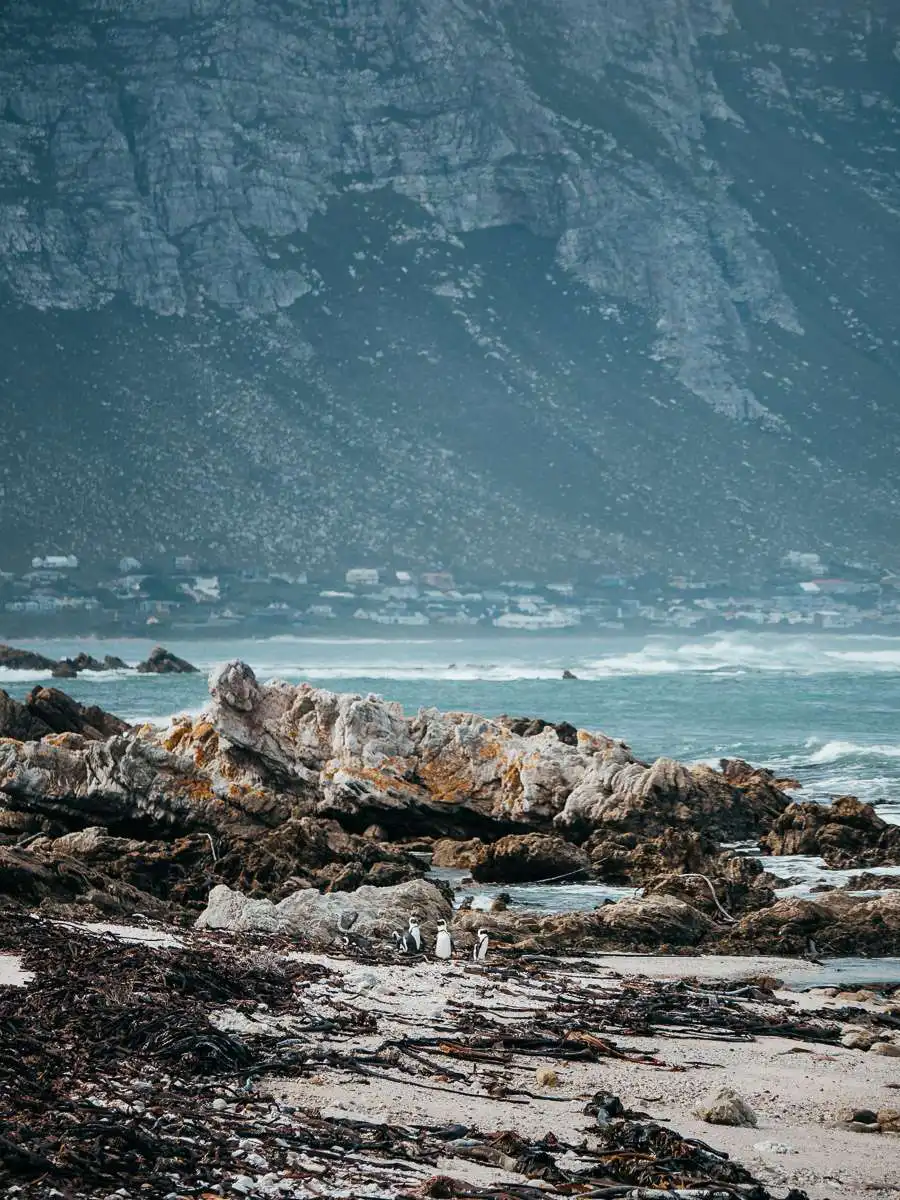 view of penguins at Stony Point