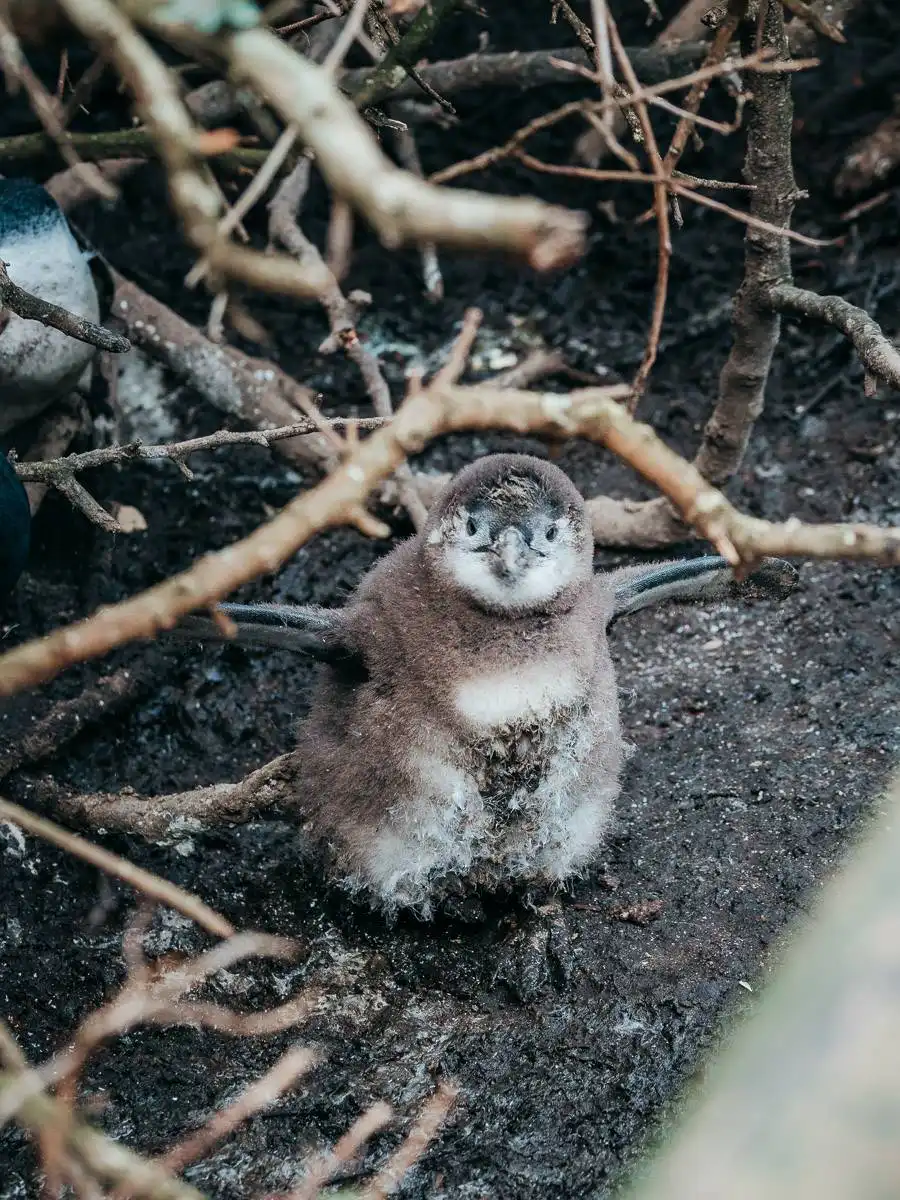 Baby Penguin in Cape Town