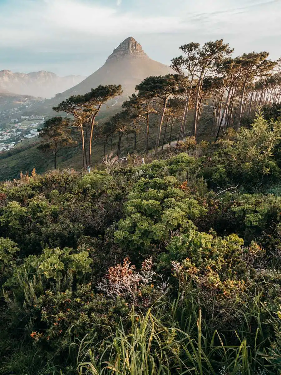 View of Lion's head from signal hill in Cape town
