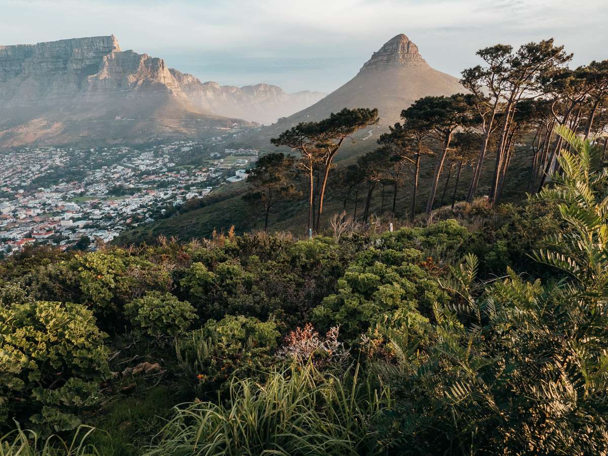 view of Table Mountain, lion's head, from Signal hill view point in Cape Town