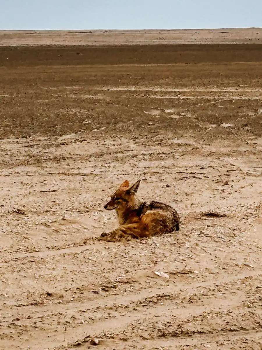 Jackal in Walvis Bay