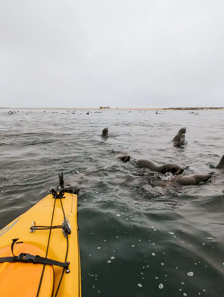 kayak with seals around it in swakopmund