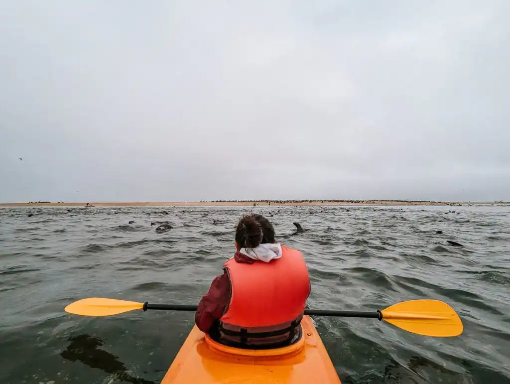 Seal kayaking in Swakopmund