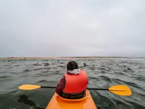 Seal kayaking in Swakopmund