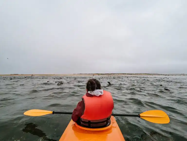 Seal kayaking in Swakopmund
