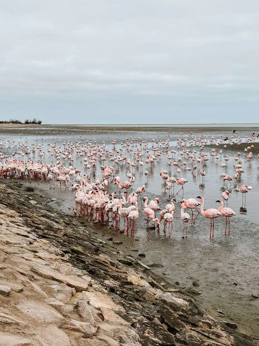 Flamingos in Swakopmund
