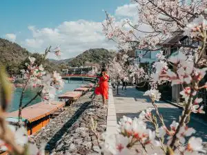 Woman standing on the river banks of Uji Japan with cherry blossoms