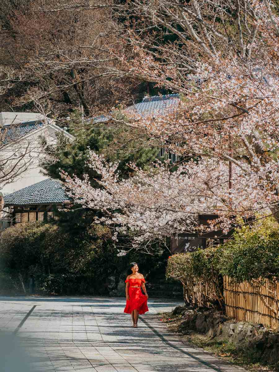 Cherry blossom in Uji