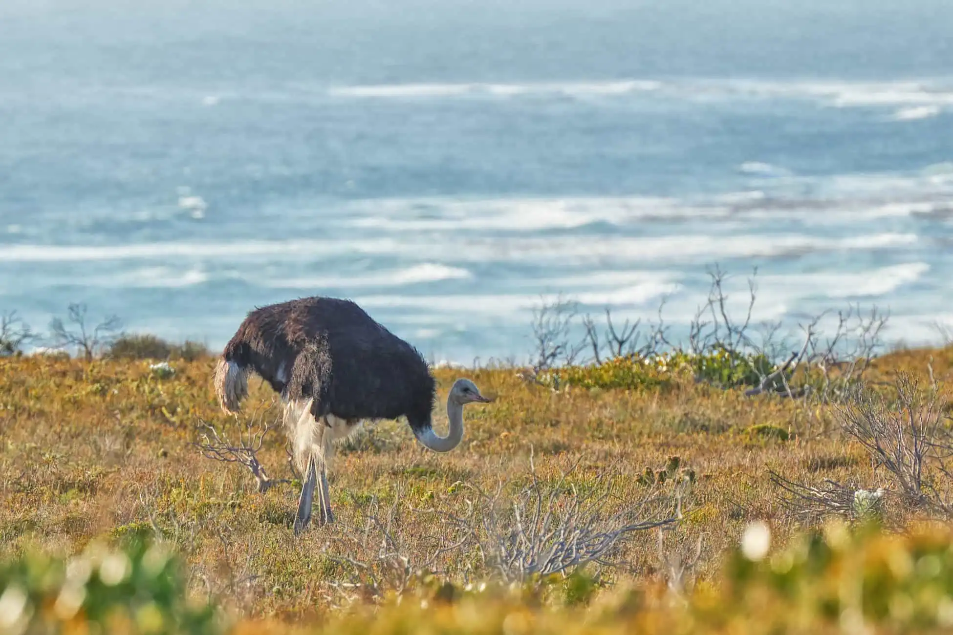 ostriche in cape point nature reserve