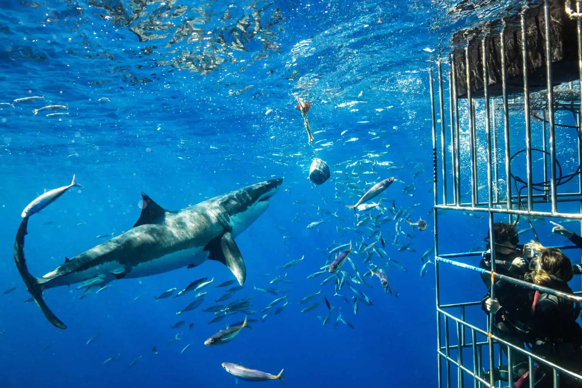 Shark cage diving in South Africa