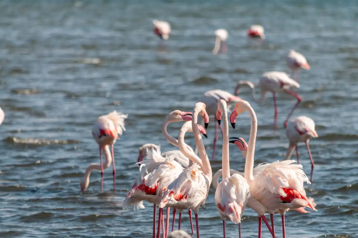 flamingos in sandwich harbour tour