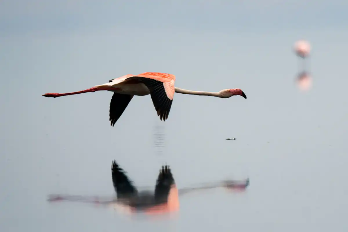 Flamingo flying in Walvis Bay