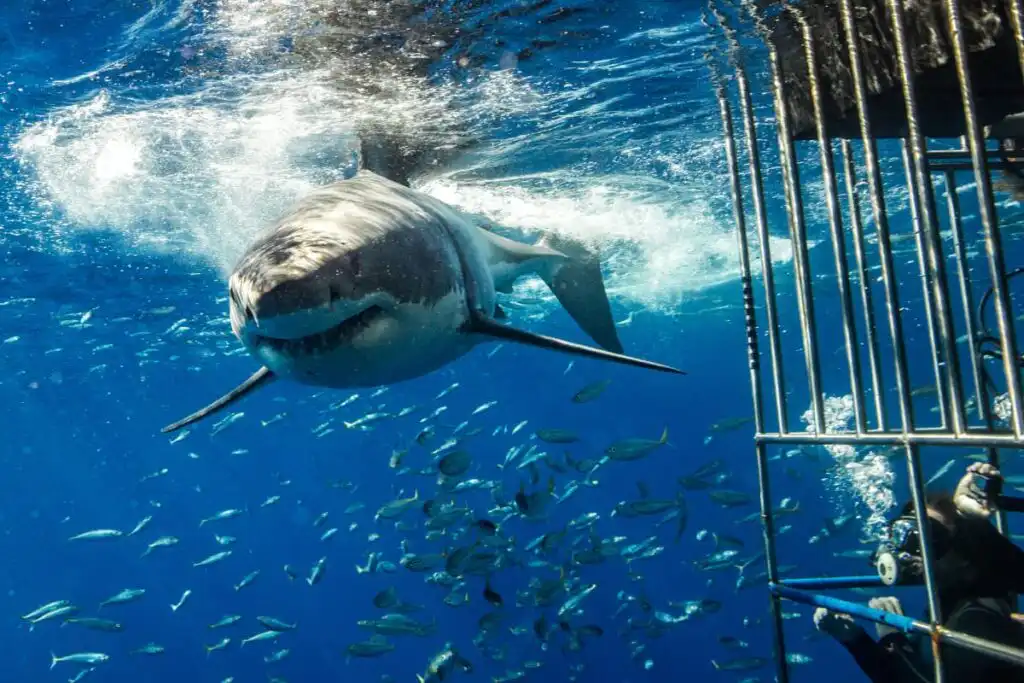 shark cage diving