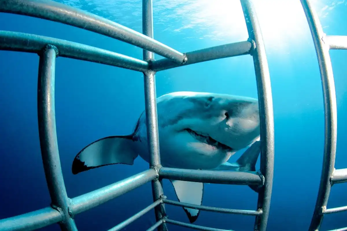 Shark cage diving in South Africa