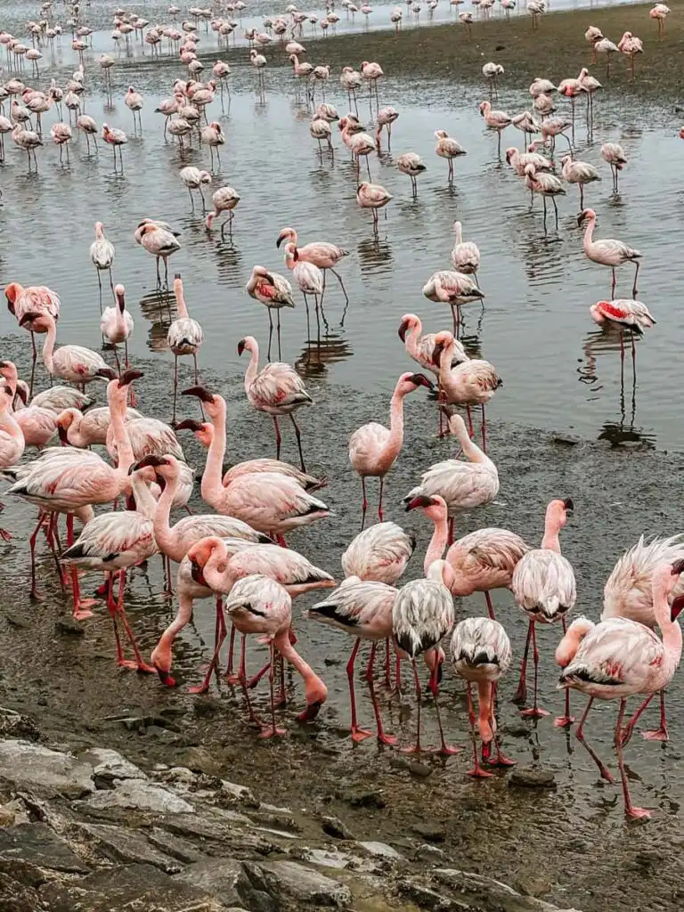flamingos at sandwich harbour tour