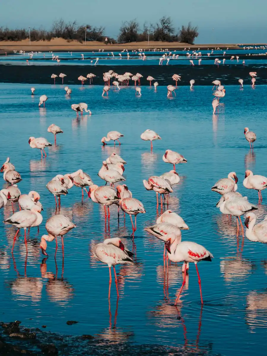 flamingos in the lagoon