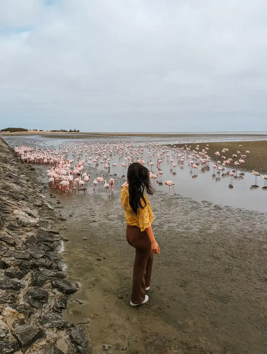flamingo lagoon