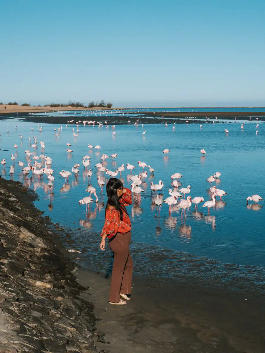 woman standing around the flamingos in sandwich harbour tour