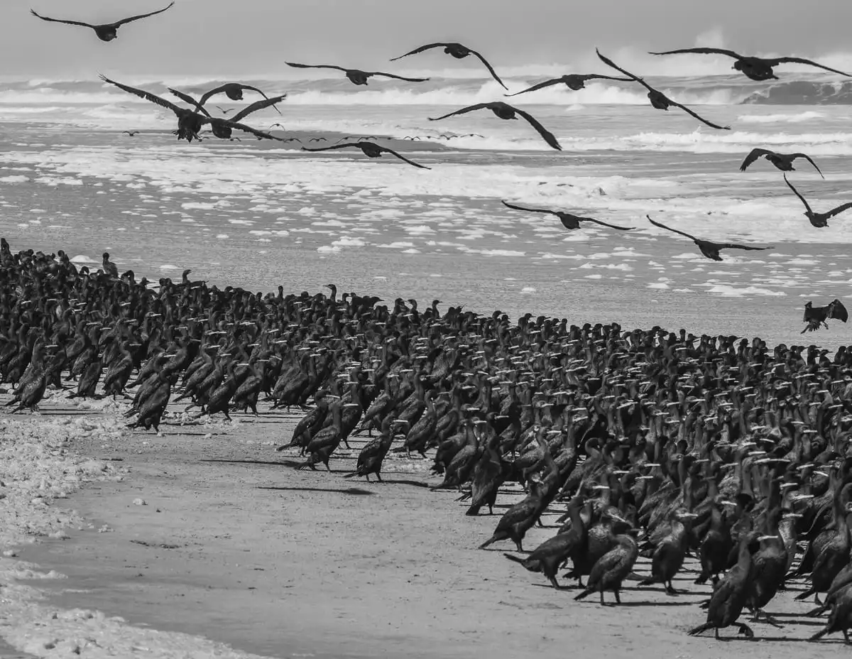 cormorants flying in sandwich harbour tour
