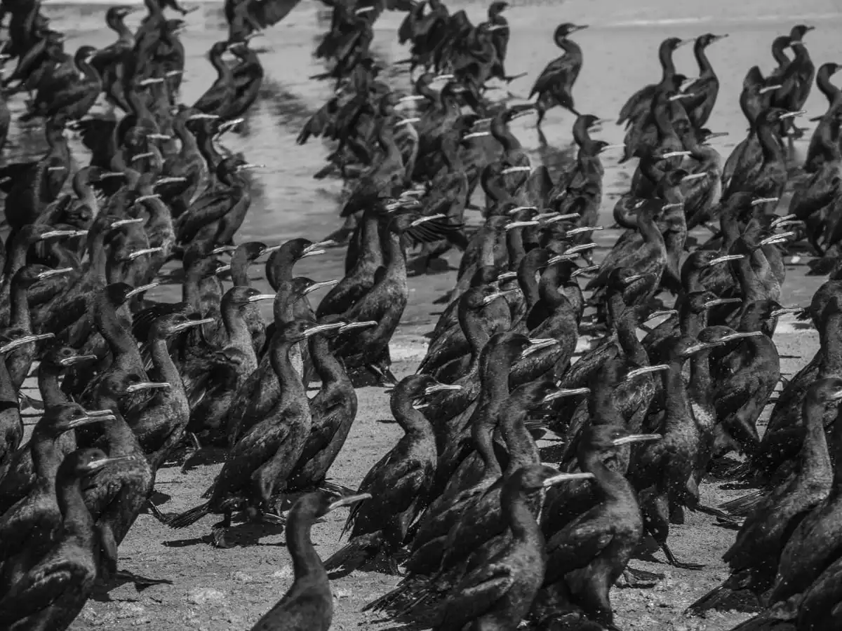 black cormorants in sandwich harbour
