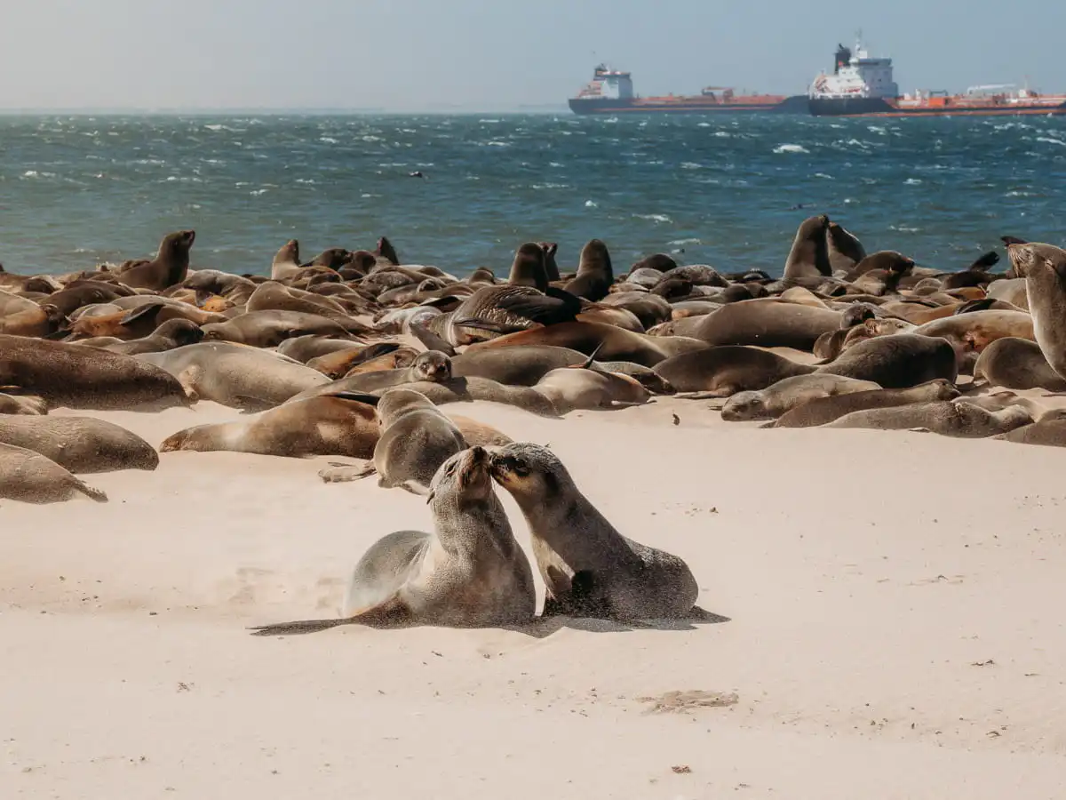 seals during swandwich harbour tour
