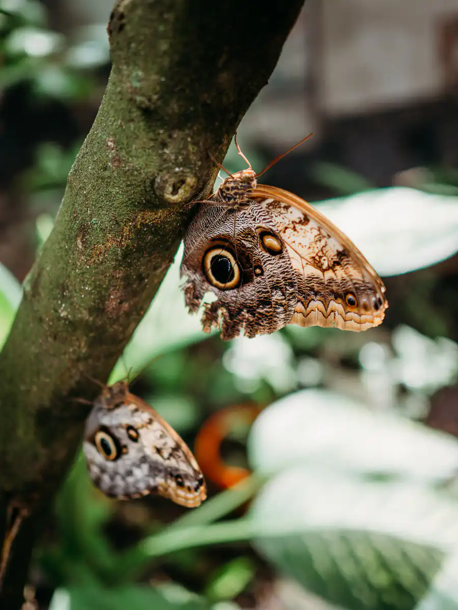 butterfly at restaurant in Flores