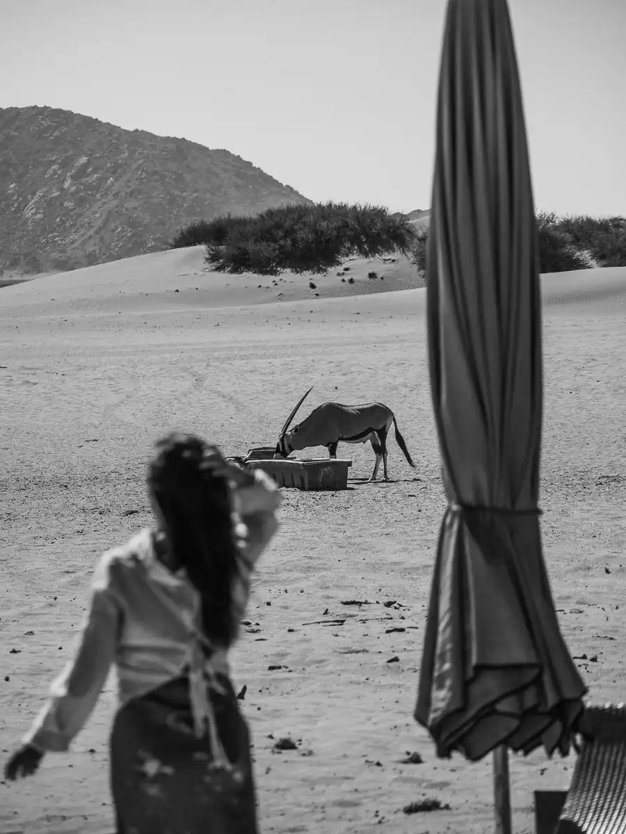 view of animals at Dead Valley Lodge