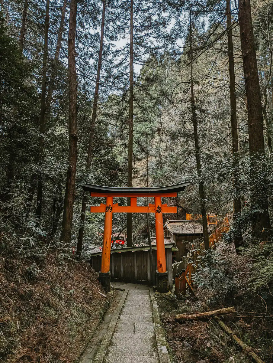 forest trail of fushimi inari