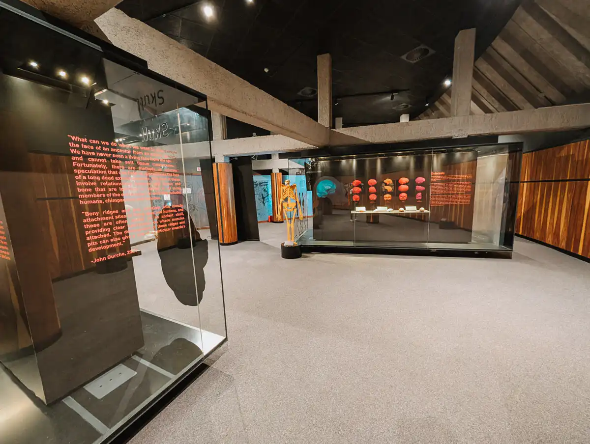 museum at cradle of humankind
