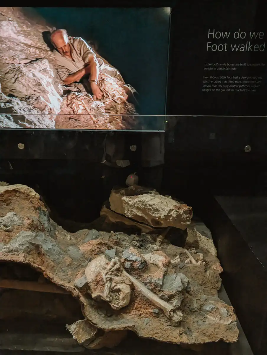 cradle of humankind bone artifacts
