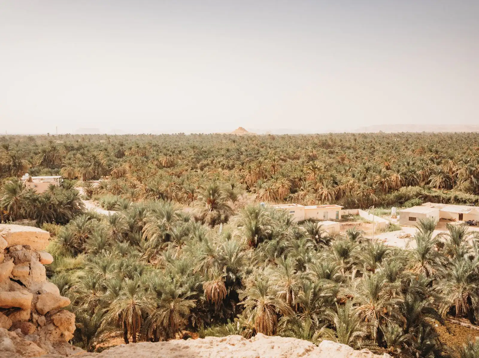Siwa oasis dates trees