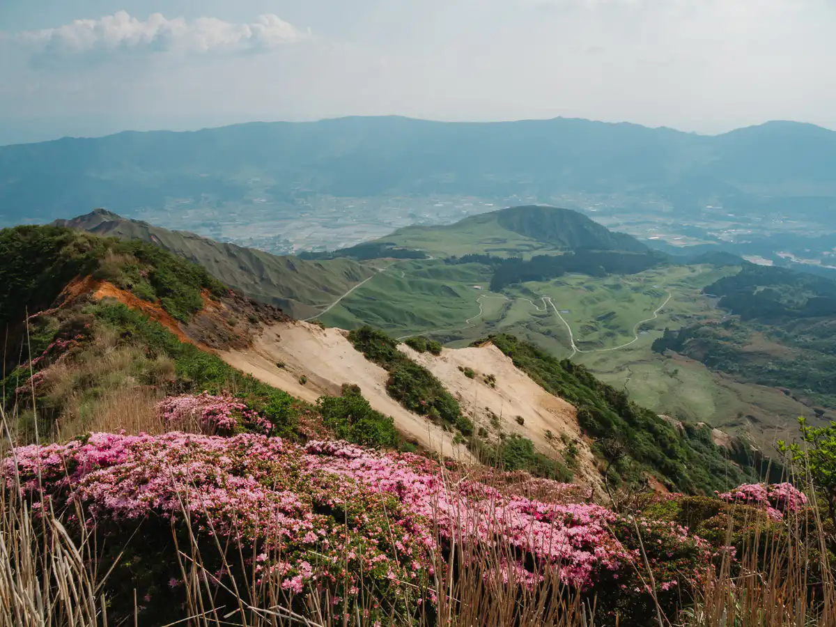 flowers on Mt Eboshidake hike