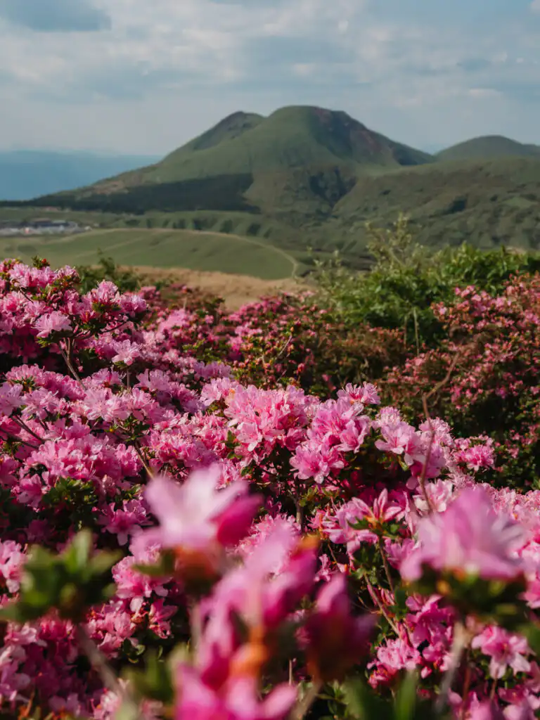 flowers on mt eboshidake hike