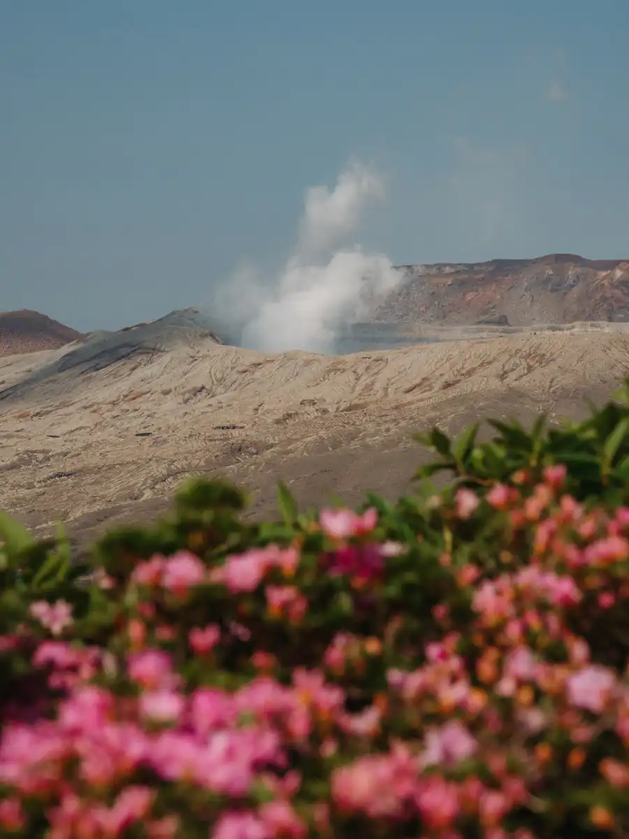 Flowers in front of the fumes of mount aso