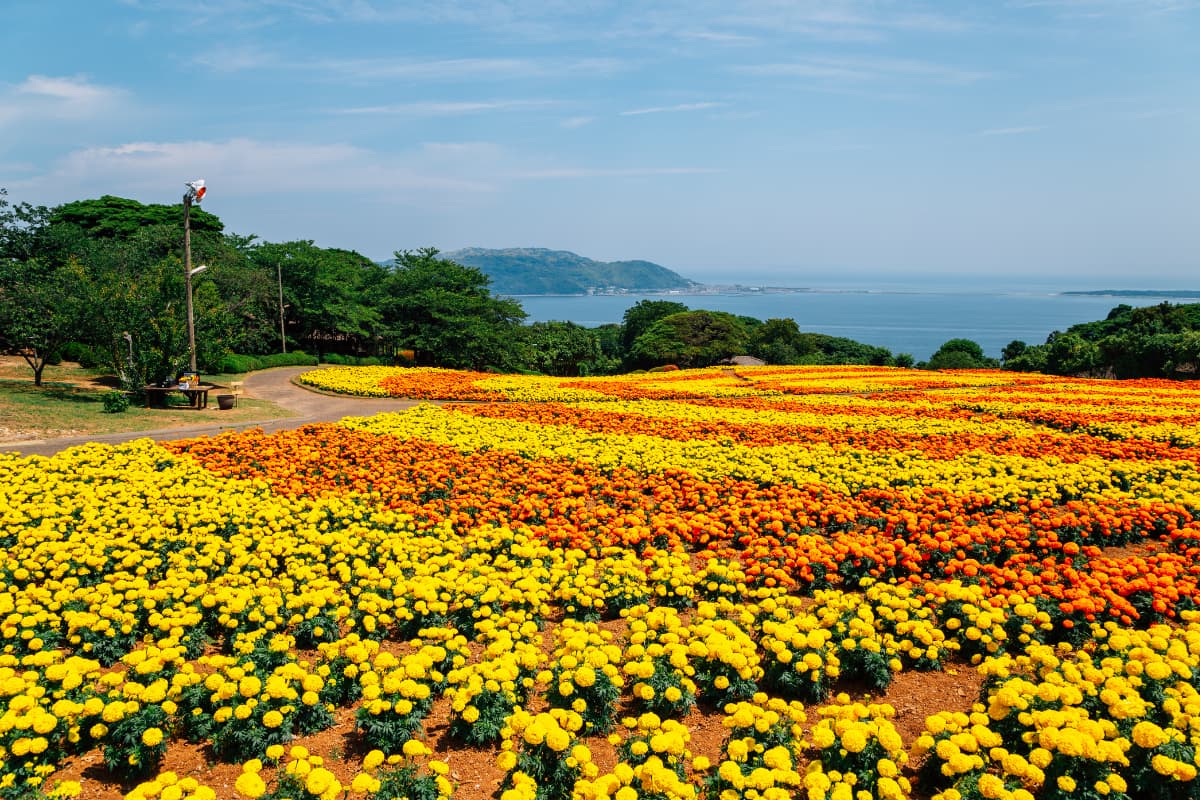 Nokonoshima flower island near fukuoka