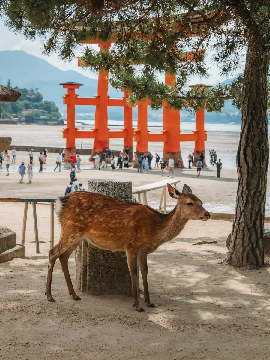 deer walking on miyajima island