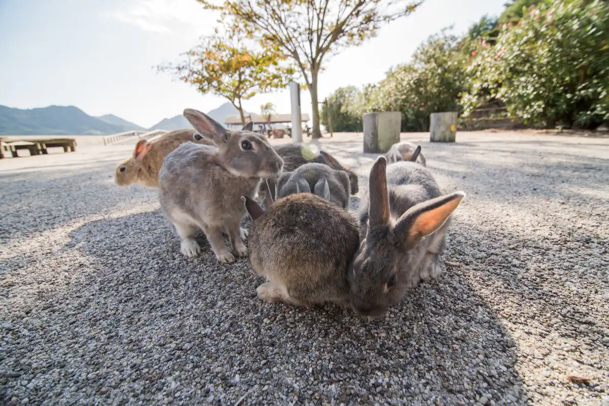 bunny island day trip from hiroshima