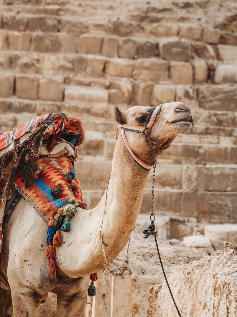 camel in front of the pyramids